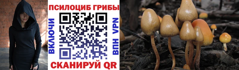 Купить где  Белоозёрский  Псилоцибиновые грибы GOLDEN TEACHER 